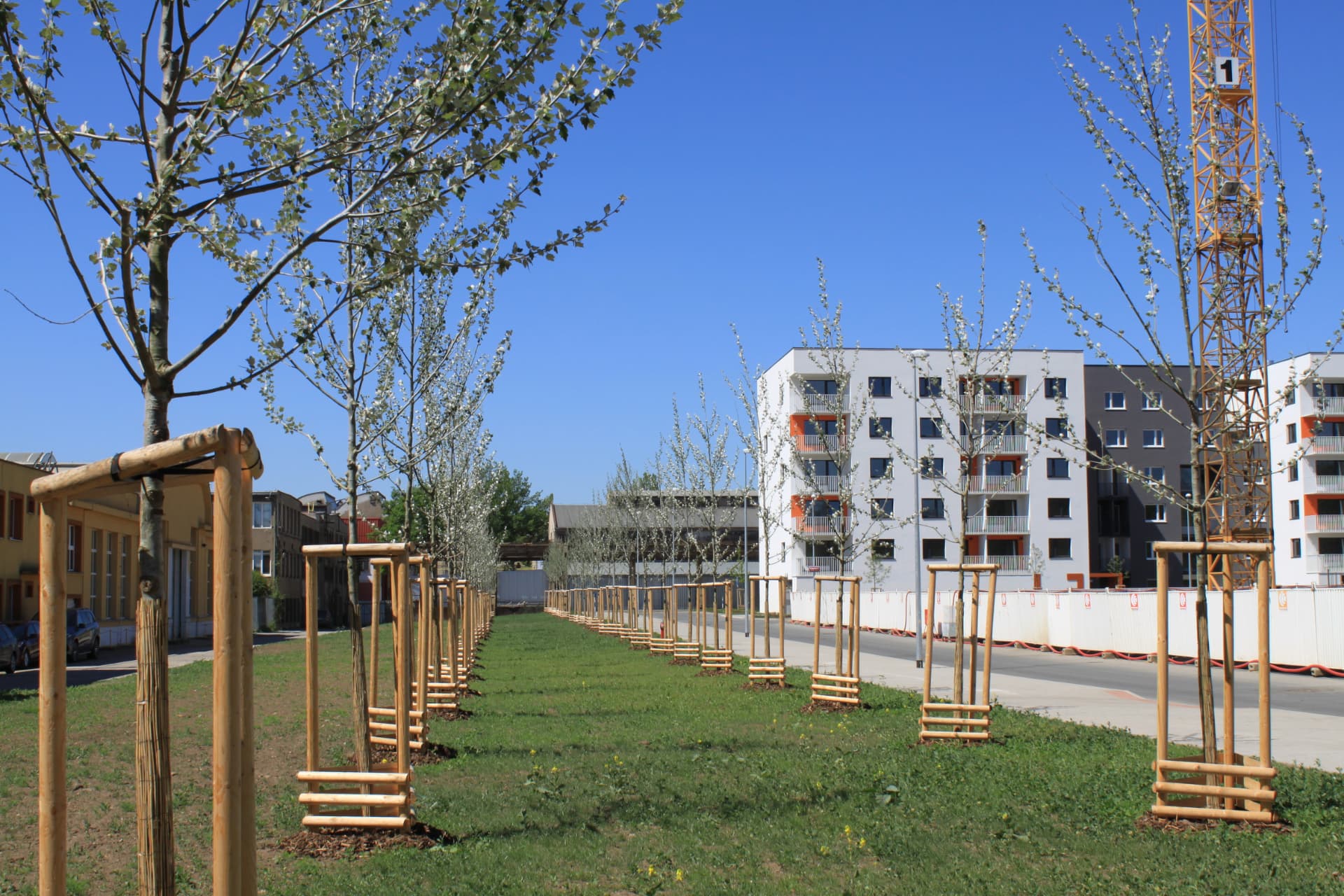 Tulipa City